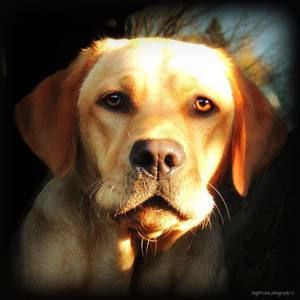 Meet your Posher, Lesley